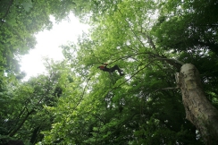 Taille et soins aux arbres