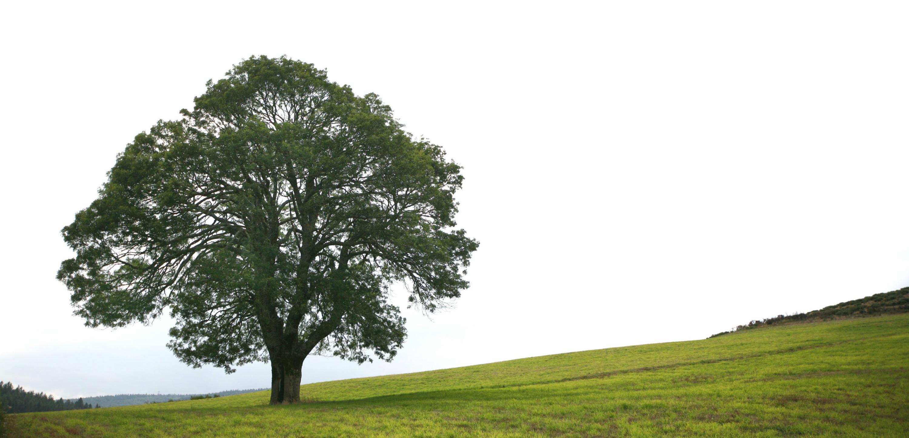 photoarbosapiens-professionnels de l'arbre