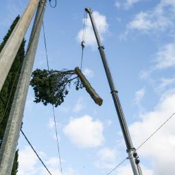 Abattage cyprès vals les bains