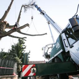 Démontage d'Arbre mort à Aubenas Ardèche