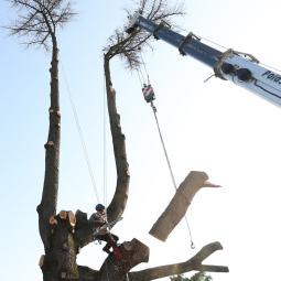 Abattage d'arbre ardèche