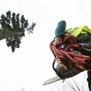 demontage arbre urgence