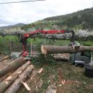 bois d'oeuvre abattage