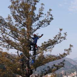 arboriste grimpeur ardeche vals les bains