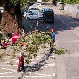 sequoia vals les bains