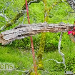 elagage chenes kokopelli