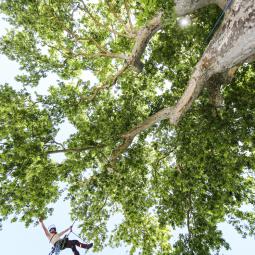 Platane remarquable avec Louis lebecq et Gregory Christen, ETS La taille de l'Arbre