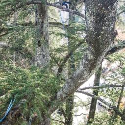 Cèdres de 40m du parc de vals les bains Ardèche
