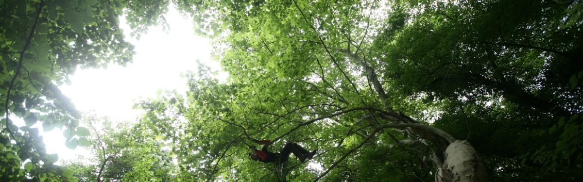 Taille grands arbres aubenas