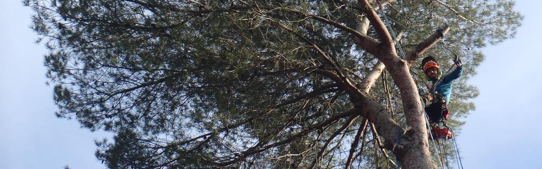 Démontage de pin avec la taille de l'arbre