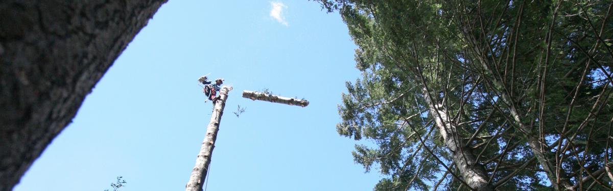 Abattage de douglas à meyras burzet