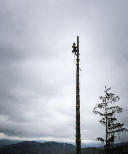 Abattage grands arbres